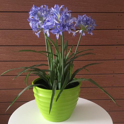 Maceta de fibra de vidrio como centro de mesa modelo Miel de Fiberland